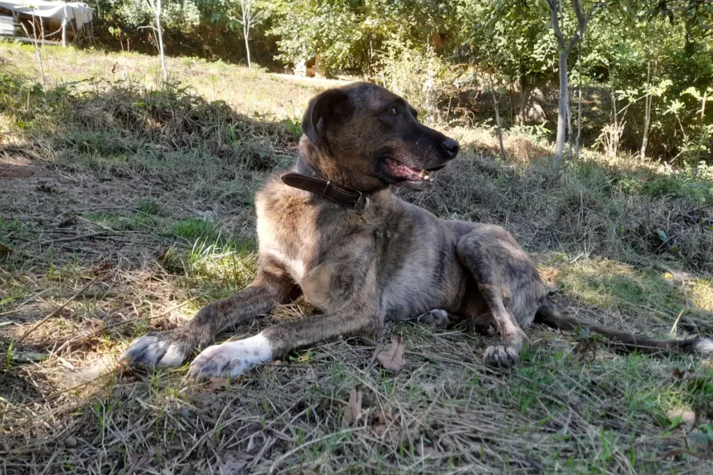 Lady the rescue dog rests and enjoys the October sun at our sanctuary in Belgrad Forest, Bahçeköy, Istanbul