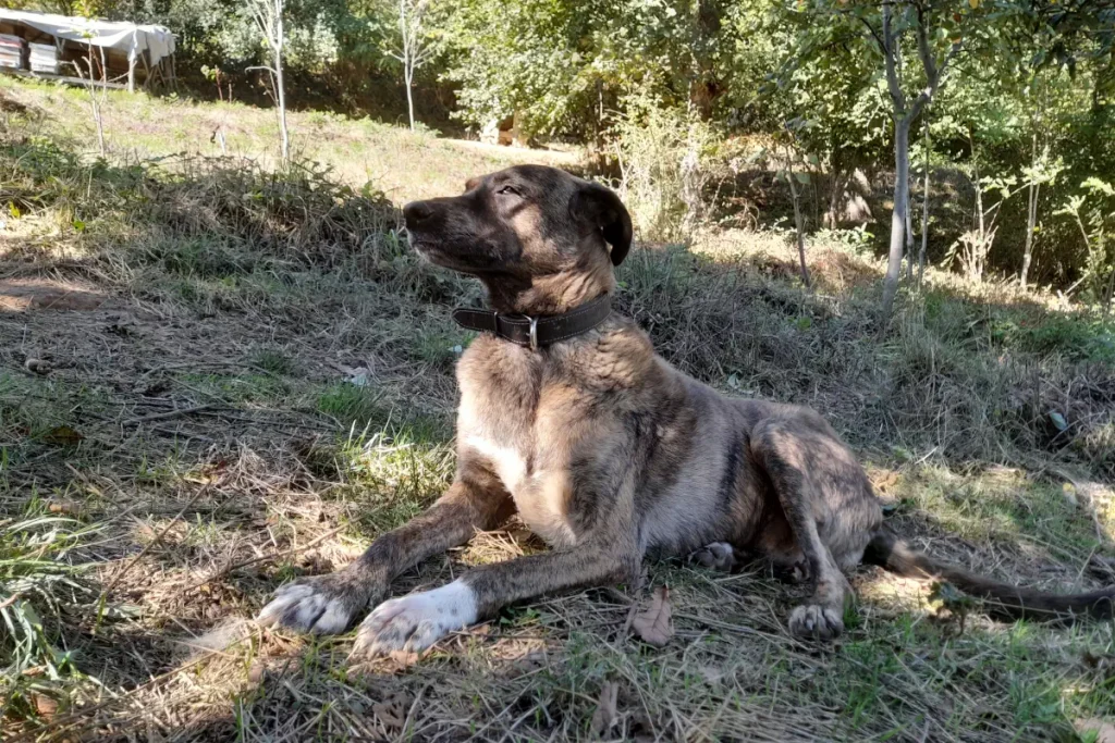 Lady the rescue dog rests and enjoys the October sun at our sanctuary in Belgrad Forest, Bahçeköy, Istanbul