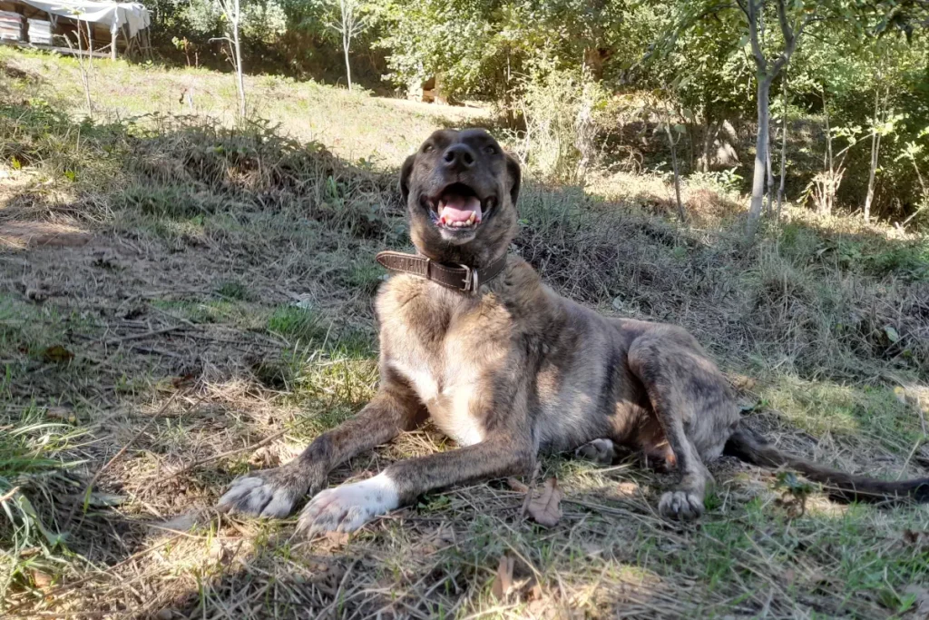 Lady the rescue dog rests and enjoys the October sun at our sanctuary in Belgrad Forest, Bahçeköy, Istanbul