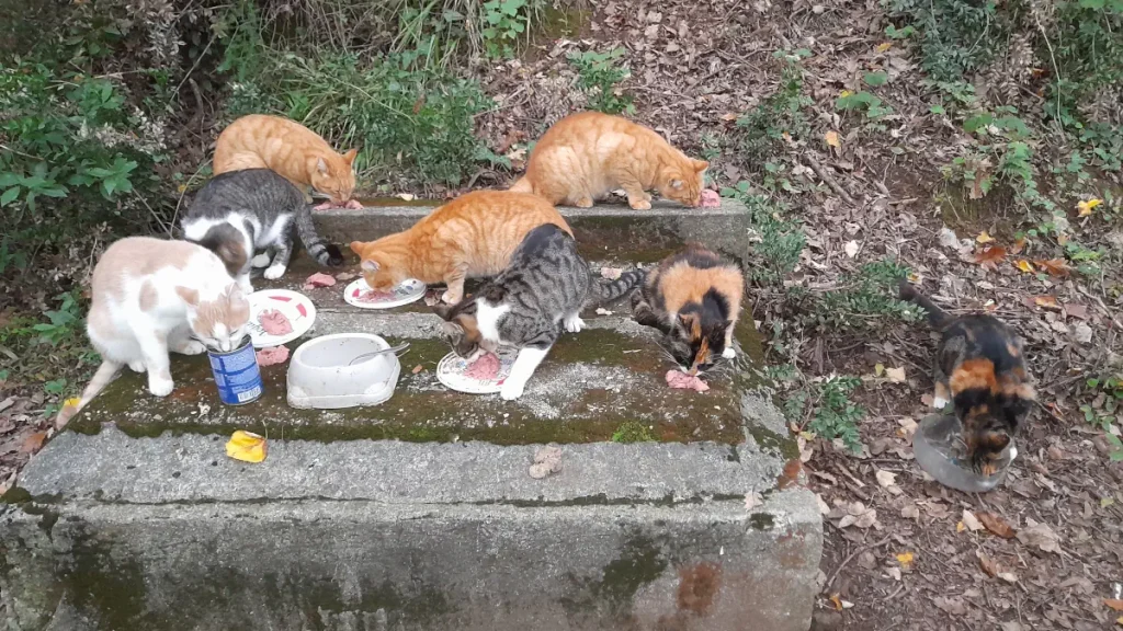 A group of stray cats eat from plates and bowls placed on a moss-covered concrete platform in the Belgrad Forest. Several ginger, tabby, and calico cats are gathered closely together, enjoying a meal during a quiet break on a forest hike. Fallen leaves and forest undergrowth surround the scene.