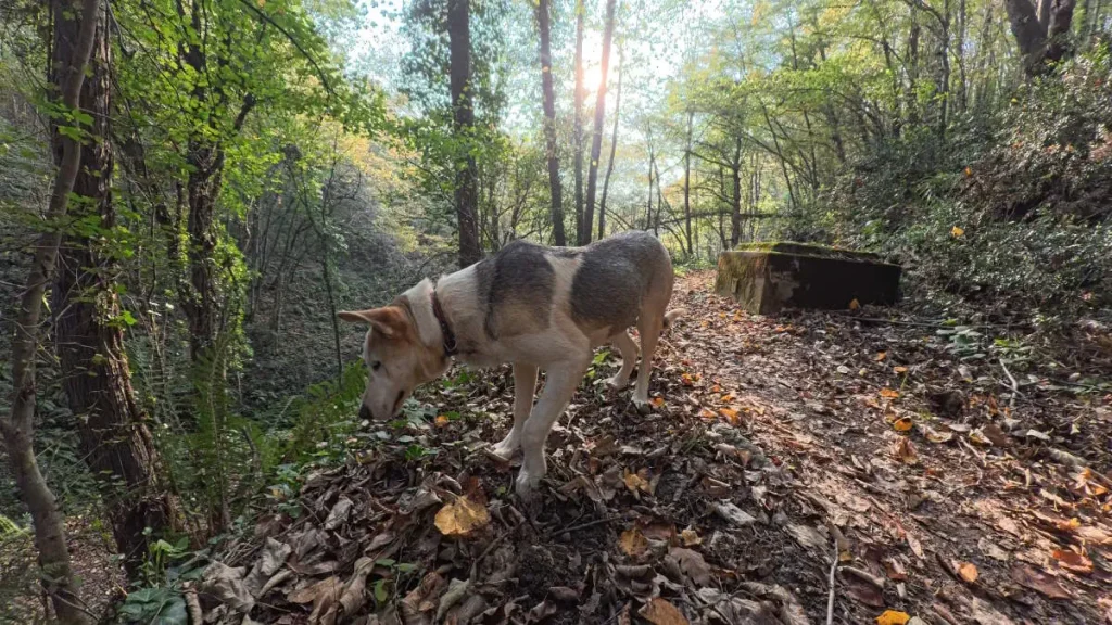Ece, a rescued dog, standing on a leaf-covered slope in the Belgrad Forest, sniffing the ground as sunlight streams through the trees on a November day.