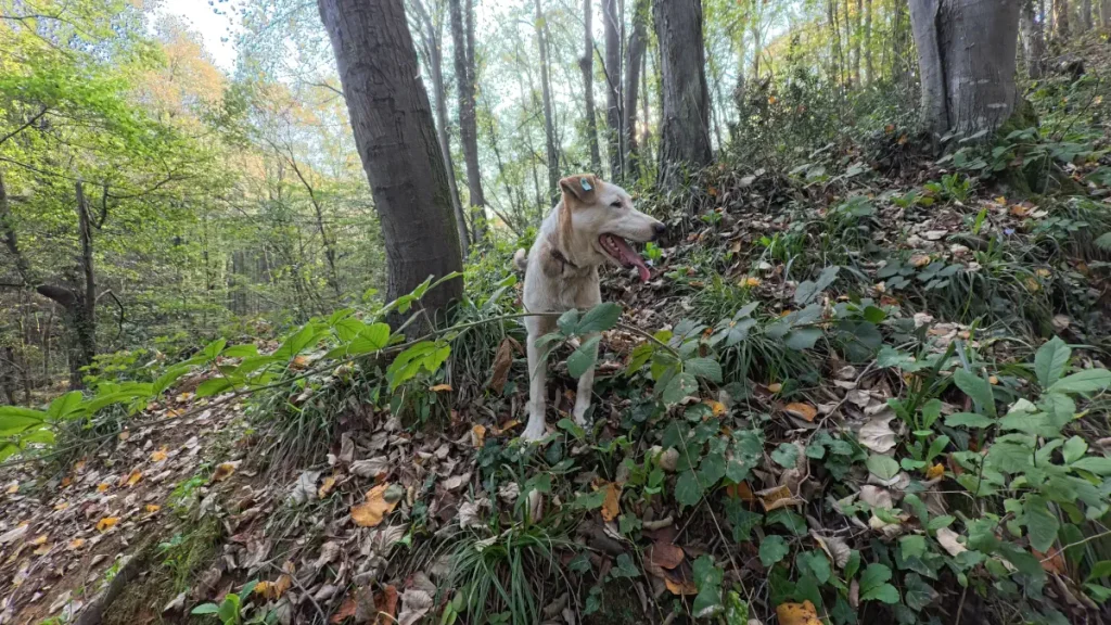 Ece, a rescued dog, standing on a leafy forest slope in the Belgrad Forest, looking alert and curious during her first time exploring this deep into the woods.