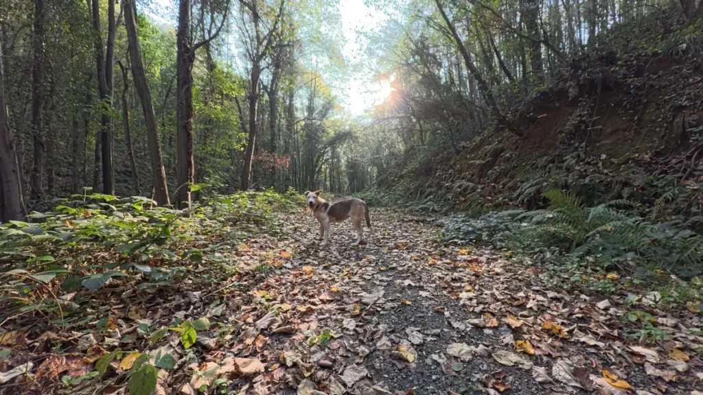 Ece the rescue dog standing on a wide, leaf-covered trail in the Belgrad Forest with sunlight filtering through tall trees during a quiet November hike.