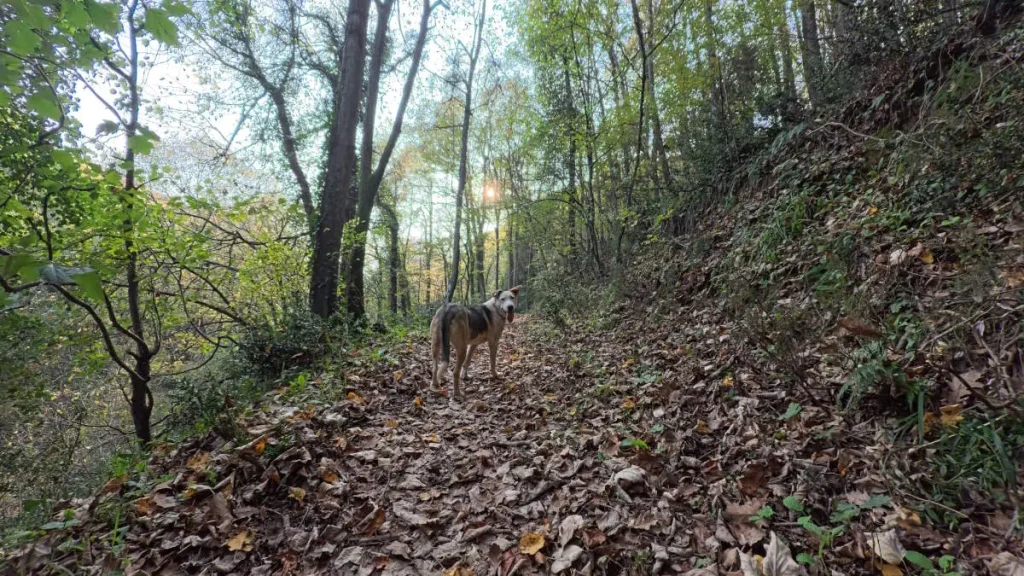 Ece the rescue dog standing on a leaf-covered trail in the Belgrad Forest, turning back to wait for her companions during a quiet November afternoon hike.