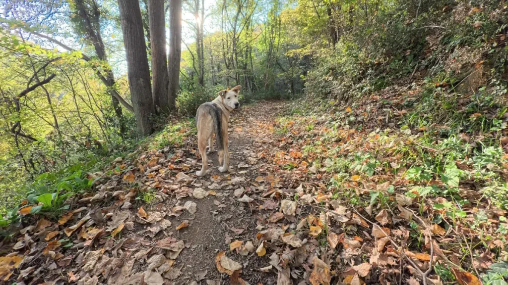Rescue dog Ece standing on a leaf-covered forest path, turning back to wait for her companions during a November afternoon hike in the Belgrad Forest.