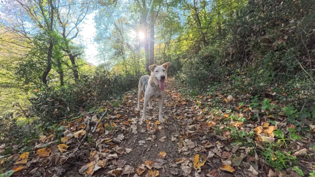 Rescue dog Ece standing on a leaf-covered forest path in the Belgrad Forest, illuminated by late-afternoon sunlight filtering through the trees.