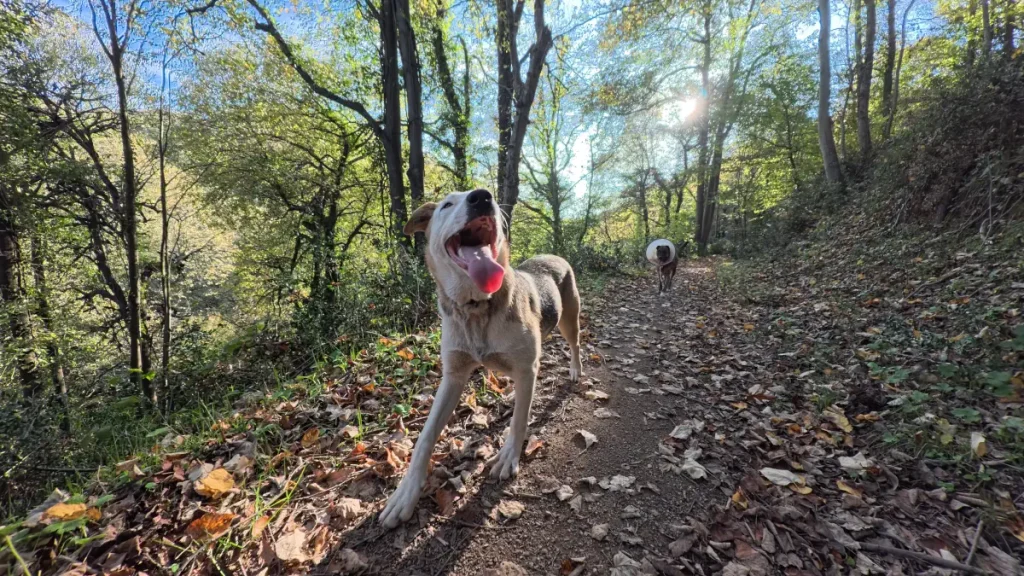 Ece walking energetically on a forest trail with her tongue out, while Lady follows behind wearing an Elizabethan collar in the late-afternoon light.