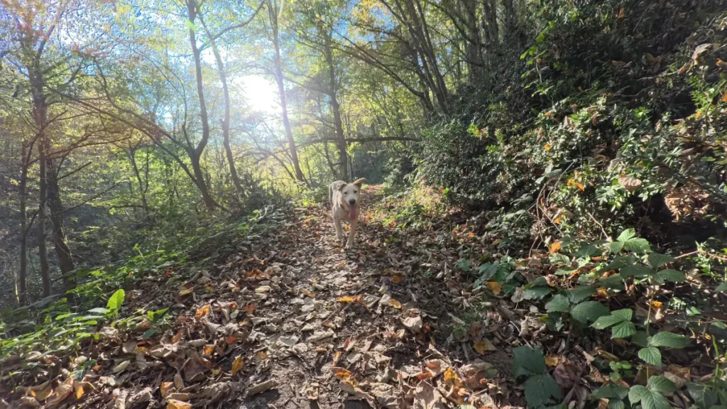 Rescue dog Ece running toward the camera on a leaf-covered Belgrad forest path [Istanbul], with bright afternoon sunlight filtering through the trees.