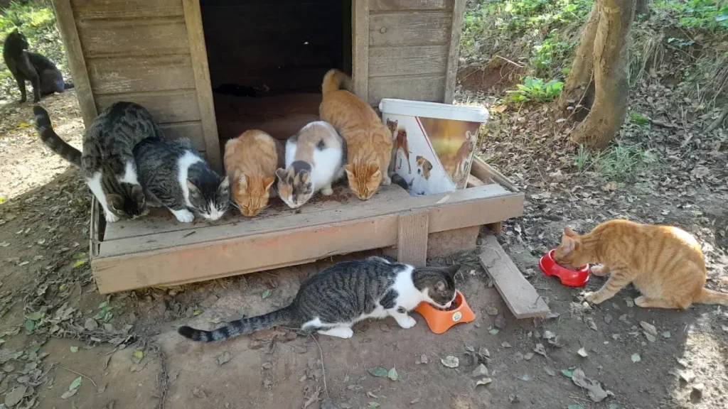 Rescue cats eating in front of Lady’s wooden kennel; several cats on the porch and others eating from bowls on the ground under soft afternoon light.