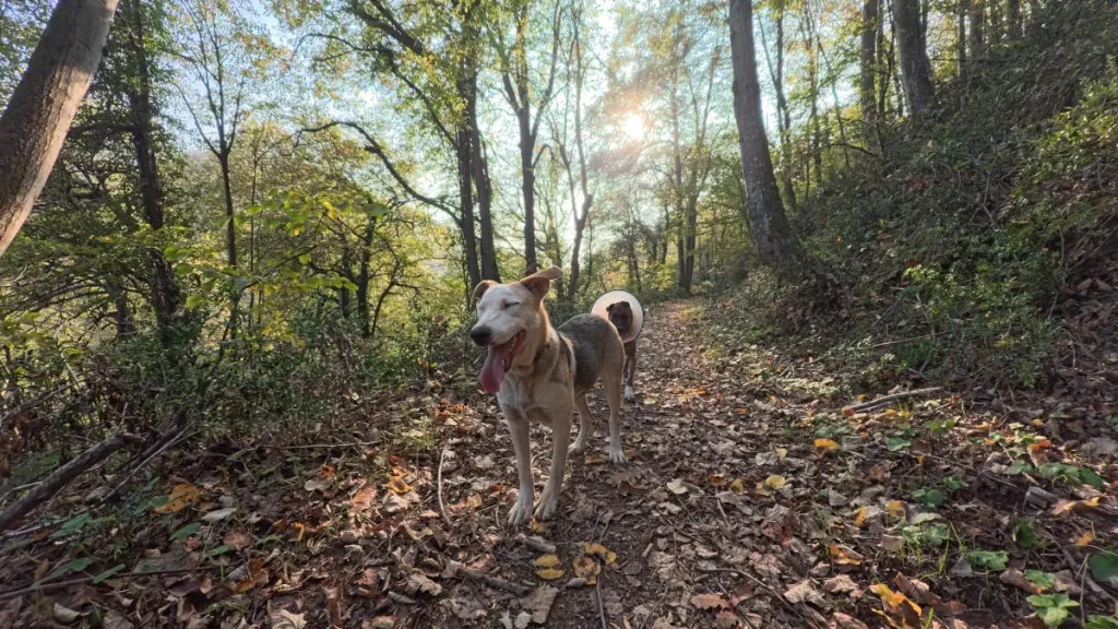 Ece, a rescued dog, walking in front on a leafy Belgrad Forest trail with sunlight behind her, while Lady follows in the background wearing an Elizabethan collar.