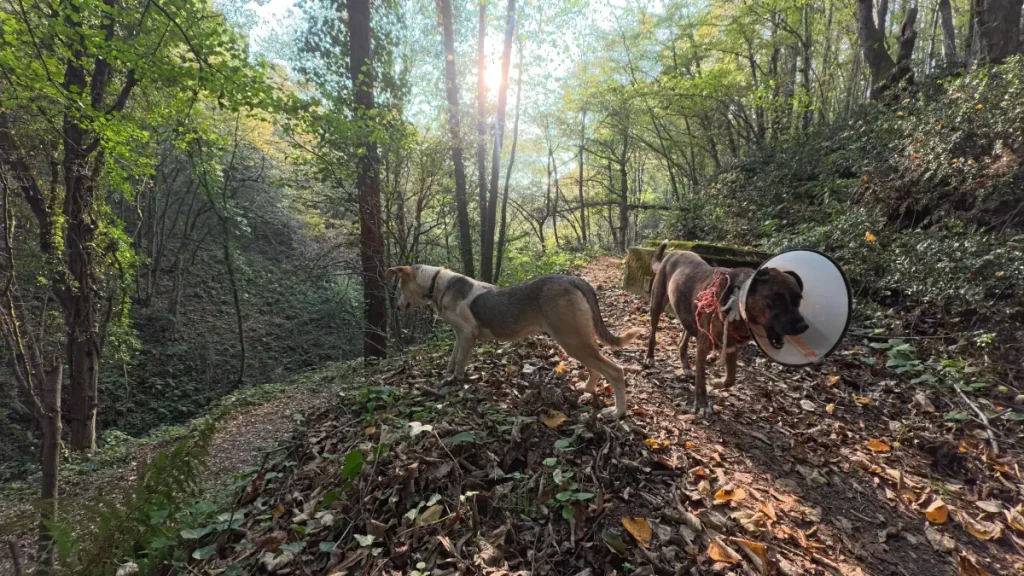 Ece and Lady, two rescued dogs, standing on a leafy slope in the Belgrad Forest; Ece looking toward the valley and Lady wearing an Elizabethan collar while recovering from an eye infection. At this time of the day (afternoon), bright November sun illuminates the valley.
