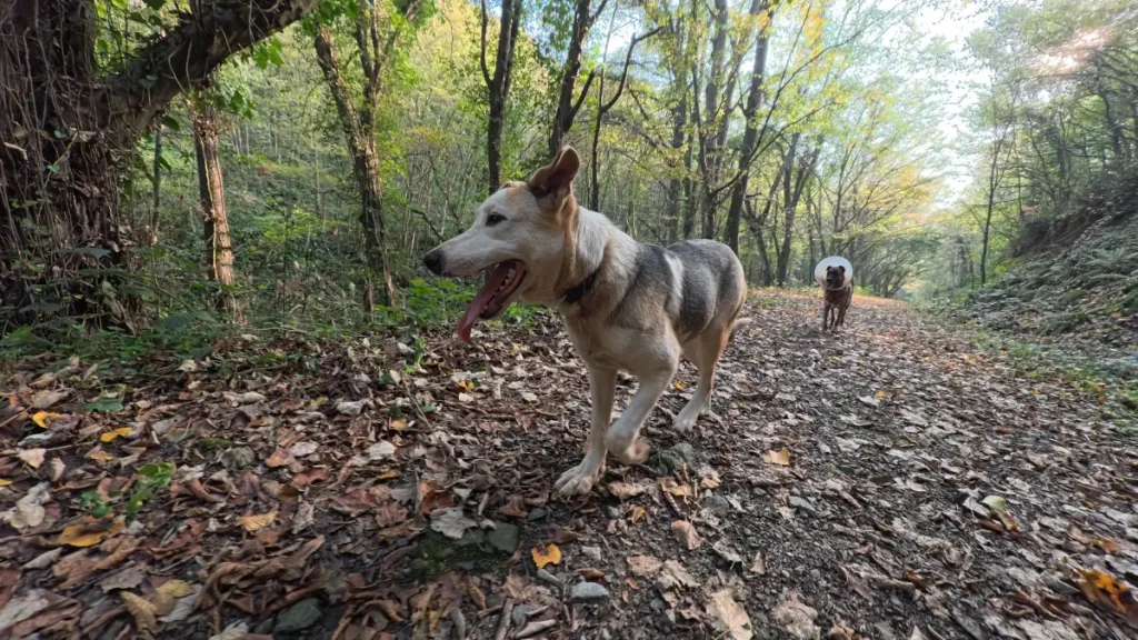 Ece walking ahead on a forest trail with her tongue out, while Lady follows in the background wearing an Elizabethan collar during a November hike in the Belgrad Forest.