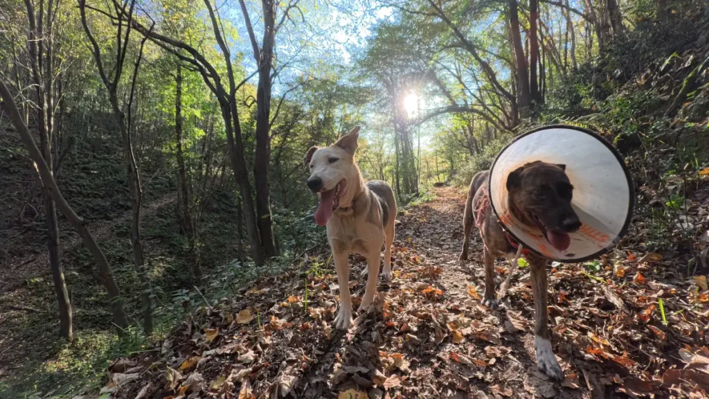 Rescue dogs Ece and Lady walking on a leaf-covered Belgrad forest path  (Istanbul); Lady wearing an Elizabethan collar, both lit by afternoon sun filtering through the trees.