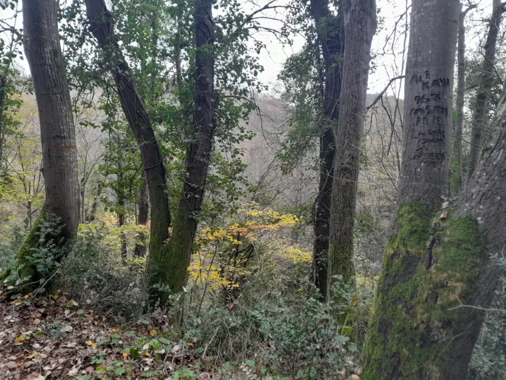 Tall trees with moss-covered trunks and sparse winter foliage in Belgrad Forest during December.