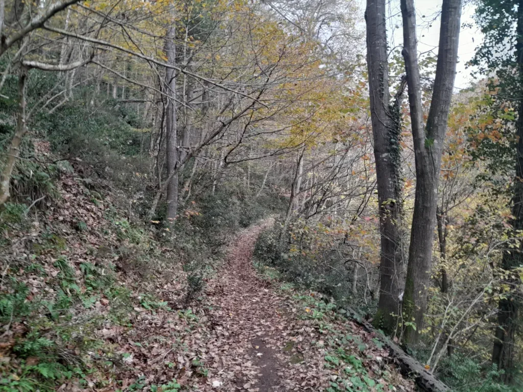 A narrow forest path covered with fallen leaves in Belgrad Forest on an overcast December day.