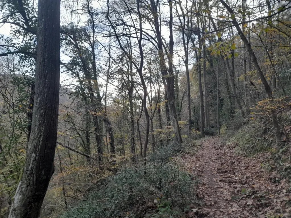 A winding forest trail covered in dry leaves, surrounded by trees in Belgrad Forest in December.