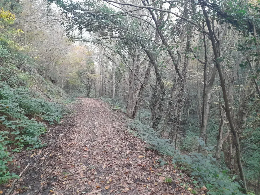 Soft, overcast winter light filtering through tall trees along a forest path in Belgrad Forest.