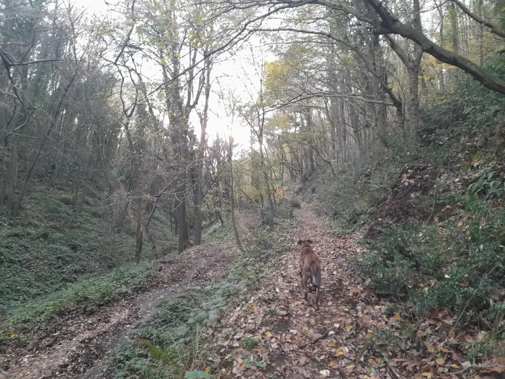 Lady, a rescue dog, walking ahead on a leaf-covered forest path in Belgrad Forest.