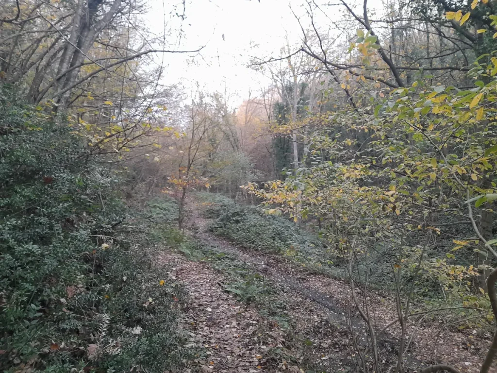A wide forest path covered in leaves, surrounded by bare trees in Belgrad Forest during winter.
