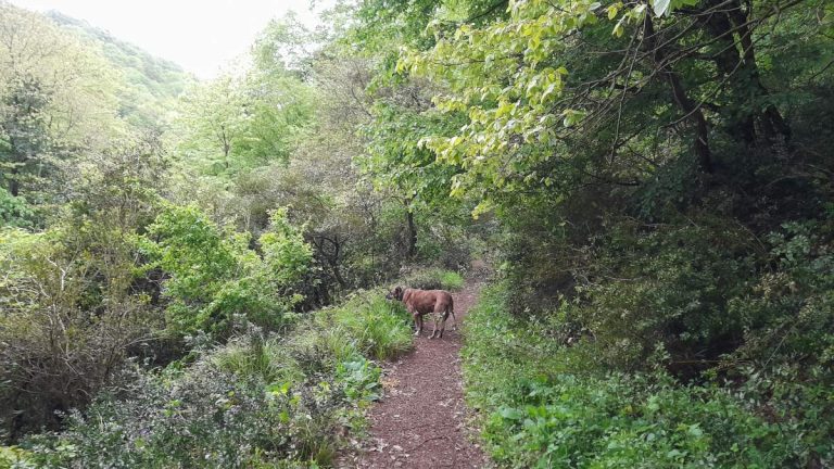 A brown-brindle rescue dog named Lady stands on a narrow path in Belgrad Forest (Belgrade Forest), Istanbul, surrounded by lush green trees and spring foliage of May.