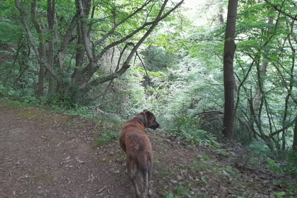 Lady, a brown-brindle rescue dog, stands on a forest path in Bahçeköy, looking into the dense green trees of the Belgrad Forest on a calm May afternoon.