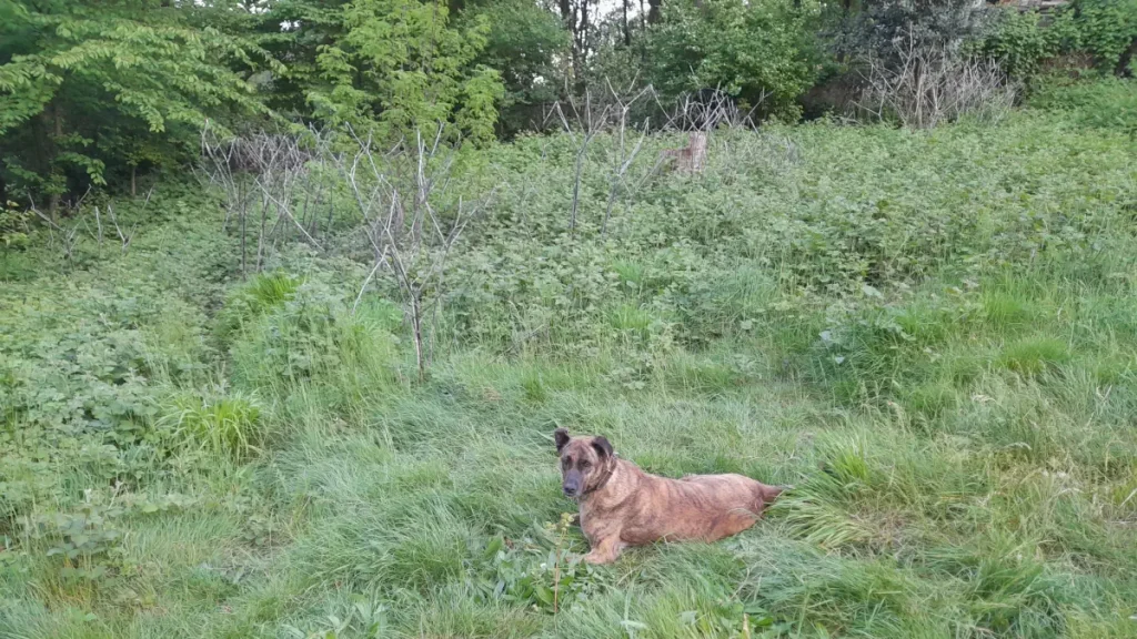 A brown brindle rescue dog named Lady resting on lush green grass in the sanctuary, surrounded by tall plants and spring greenery.