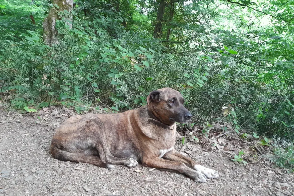 Lady, a brindle rescue dog, lies calmly on a forest path in the Belgrad Forest [Belgrade Forest], surrounded by dense green vegetation and trees.
