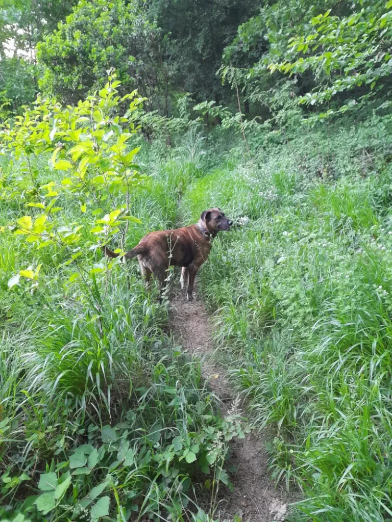 Lady, a brown brindle rescue dog, stands on a narrow dirt path surrounded by tall green grass and dense forest vegetation in Belgrad Forest.