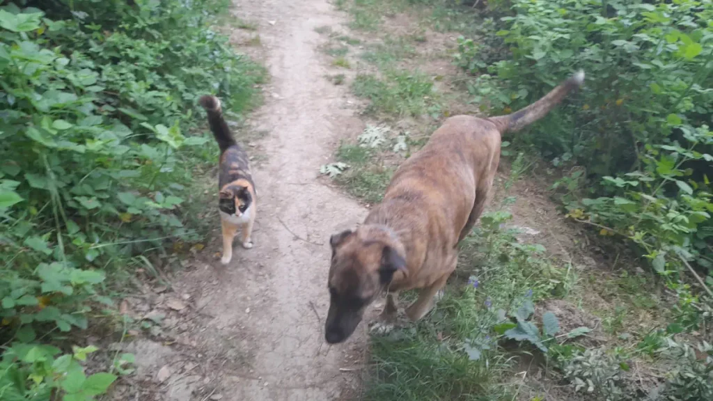 A brindle rescue dog, Lady, walks along a forest path beside Süreyya, a calico cat, as both explore the Belgrad Forest greenery together.