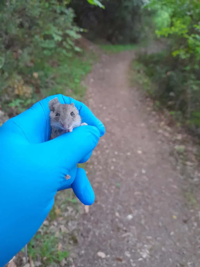 A person wearing blue gloves gently holds a small, frightened mouse on a forest trail after rescuing it from a cat.