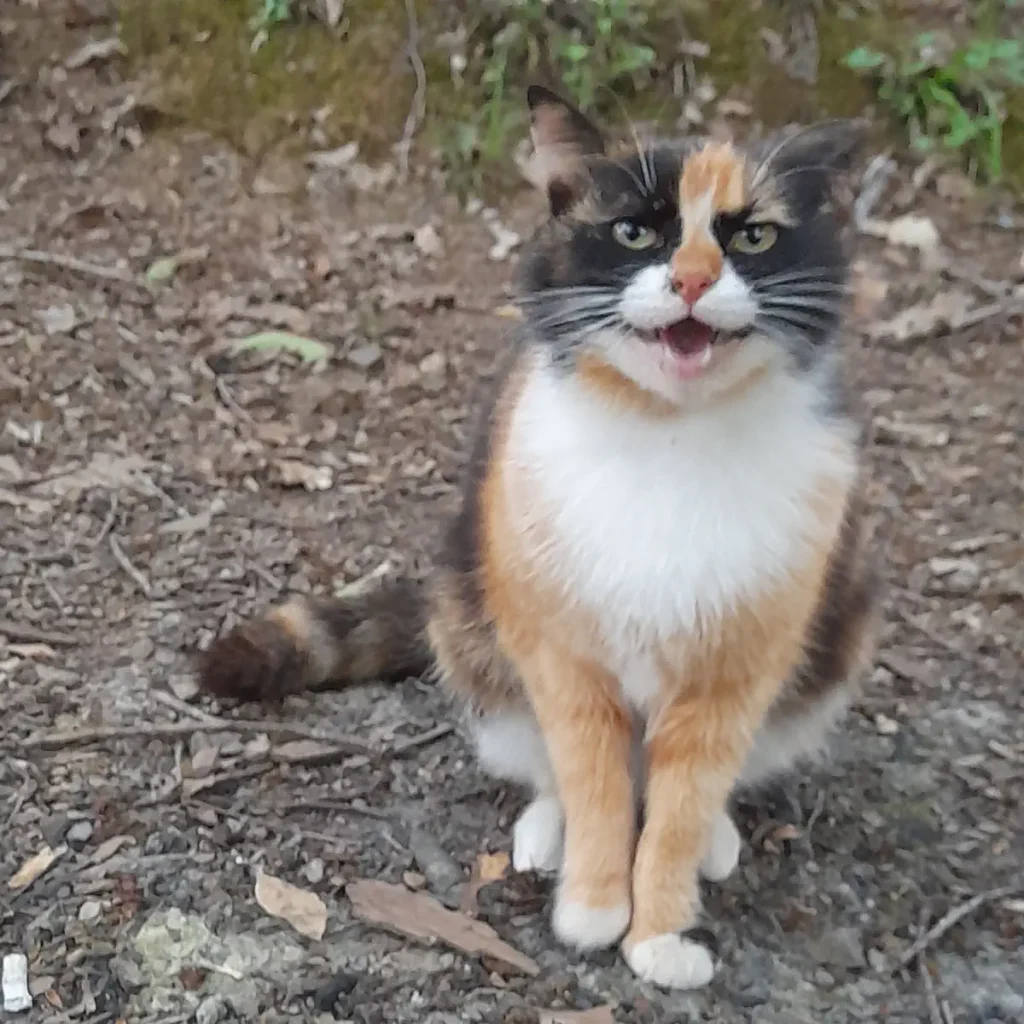 Calico cat Süreyya sitting on a forest path, mouth slightly open as if meowing, with bright green eyes and autumn leaves scattered on the ground.