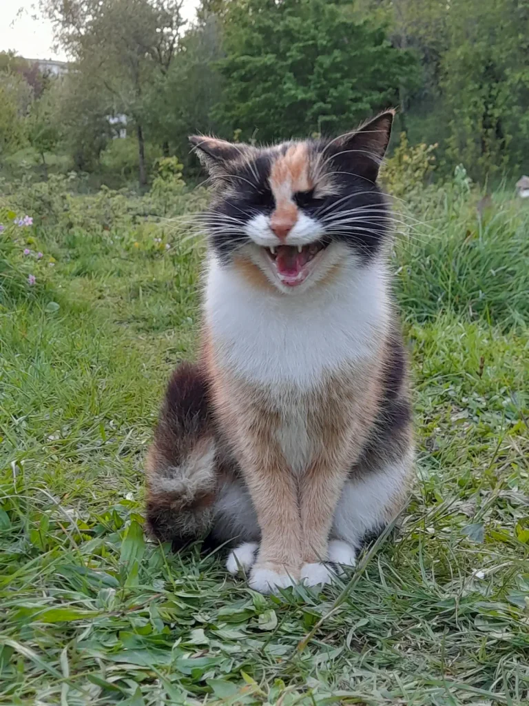 A calico rescue cat named Süreyya sits on green grass in the Belgrad Forest sanctuary, eyes squinting and mouth open mid-meow as she demands wet food.