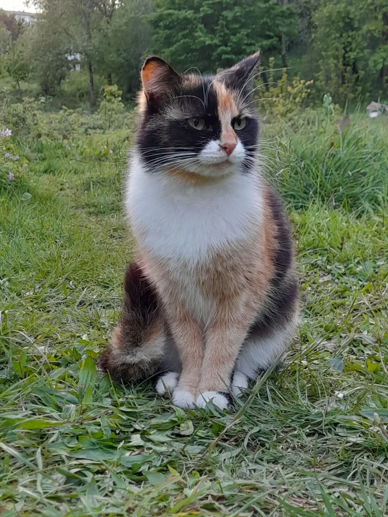 A calico rescue cat named Süreyya sits on the grass in the Belgrad Forest sanctuary, looking slightly grumpy with an alert, focused expression.