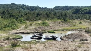 Water buffalo lying in a muddy water pool surrounded by shrubs and soft hills in Çiftalan village, a major buffalo-raising region on the outskirts of Istanbul.
