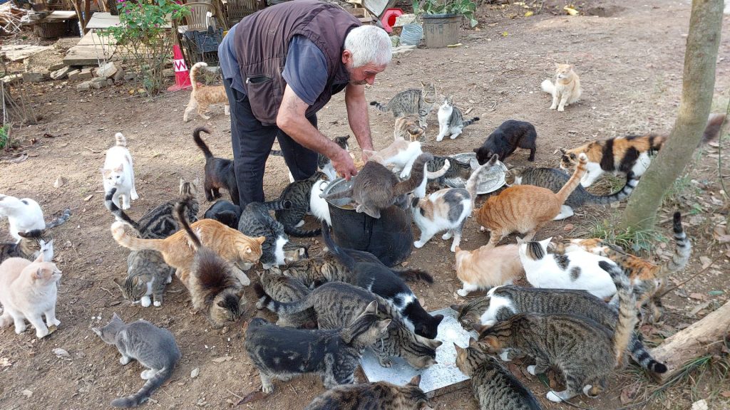 Meal time for our rescued cats in Bahçeköy, Istanbul