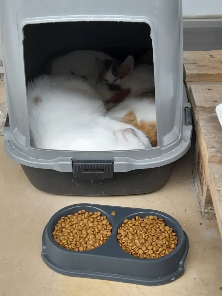 A family of stray cats curled up together inside a converted covered litter box used as a shelter on an Istanbul street, with a full bowl of dry cat food outside.