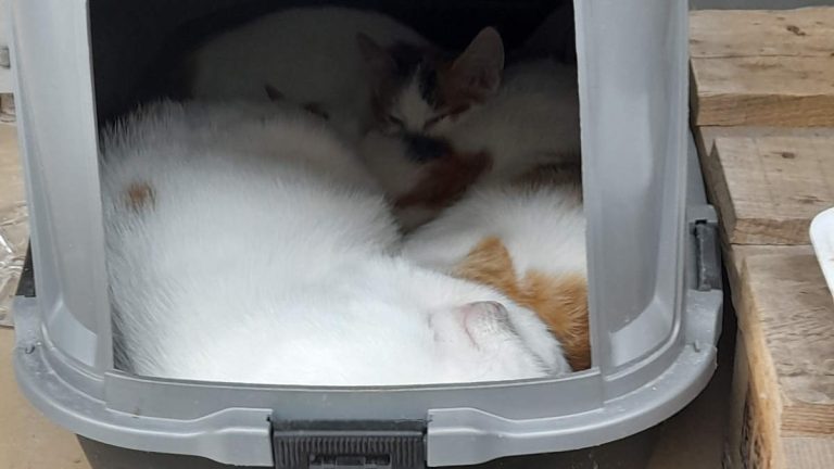 A family of stray cats curled up together inside a converted covered litter box used as a shelter on an Istanbul street, with a full bowl of dry cat food outside.