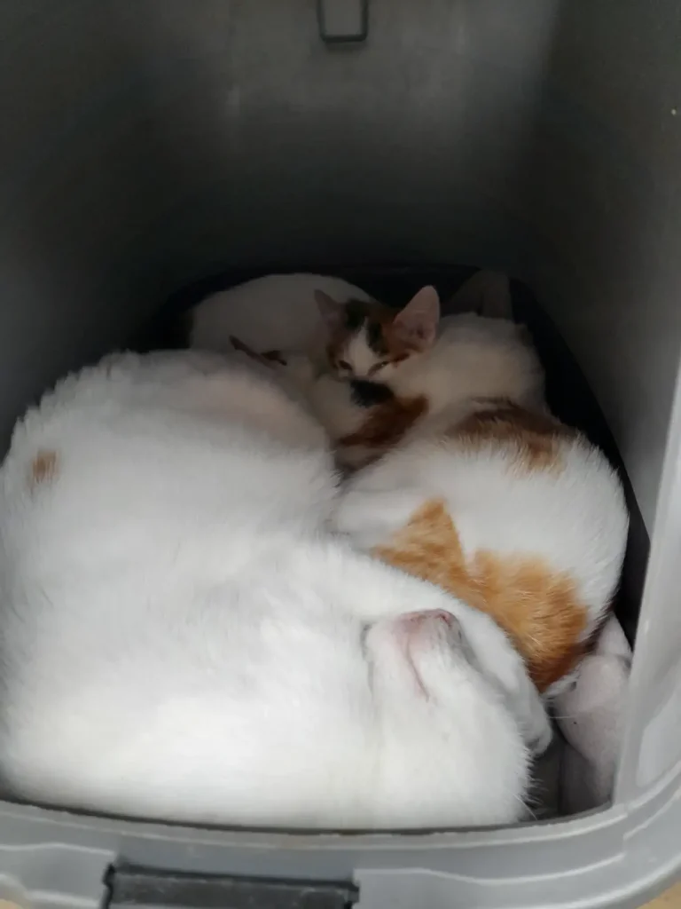 Three stray cats curled up closely together inside a makeshift shelter made from a covered litter box in Çekmeköy, Istanbul. A white cat sleeps in the foreground while a calico cat rests behind it.