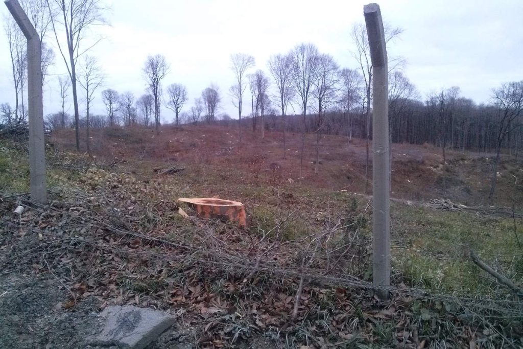 Deforestation in Belgrad Forest, Istanbul, showing a large area of cleared woodland with freshly cut tree stumps, scattered branches, and fallen vegetation. A few leafless trees remain standing in the background, while concrete fence posts border the cleared land.